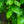 Load image into Gallery viewer, Dwarf Columnar Hornbeam - Hornbeam - Shade Trees