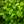 Load image into Gallery viewer, Dwarf Columnar European Hornbeam