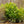 Load image into Gallery viewer, Dwarf Cherry Laurel