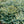Load image into Gallery viewer, Dwarf Globe Colorado Blue Spruce - Spruce - Conifers