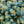 Load image into Gallery viewer, Dwarf Globe Colorado Blue Spruce - Spruce - Conifers