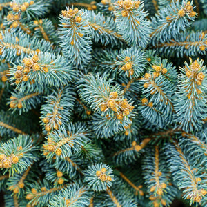 Dwarf Globe Colorado Blue Spruce - Spruce - Conifers