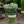 Load image into Gallery viewer, Dwarf Globe Colorado Blue Spruce - Spruce - Conifers