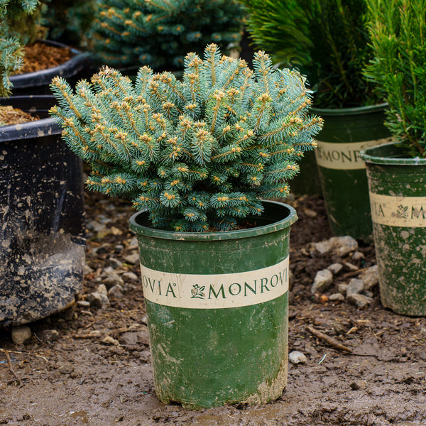 Dwarf Globe Colorado Blue Spruce - Spruce - Conifers