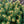 Load image into Gallery viewer, Dwarf Globe Colorado Blue Spruce - Spruce - Conifers