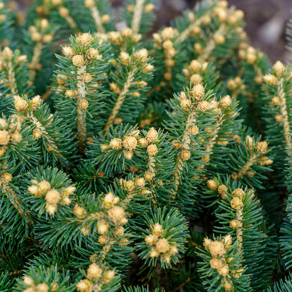 Dwarf Globe Colorado Blue Spruce - Spruce - Conifers