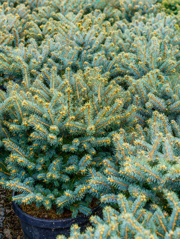 Dwarf Globe Colorado Blue Spruce - Spruce - Conifers