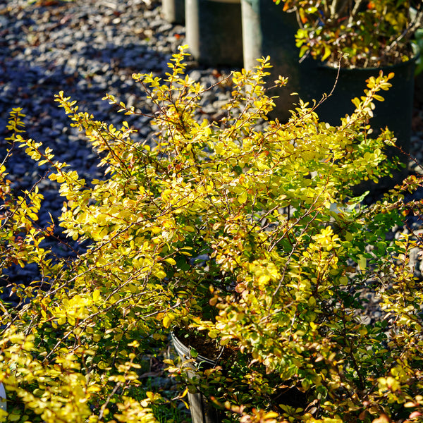 Dwarf Golden Barberry