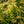 Load image into Gallery viewer, Dwarf Golden Barberry