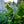 Load image into Gallery viewer, Dwarf Golden Hinoki Cypress