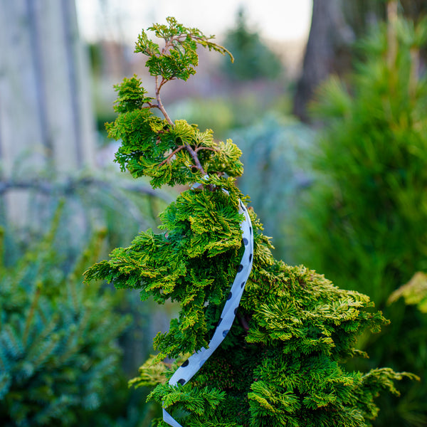 Dwarf Golden Hinoki Cypress