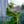 Load image into Gallery viewer, Dwarf Golden Hinoki Cypress