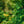 Load image into Gallery viewer, Dwarf Golden Hinoki Cypress