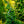 Load image into Gallery viewer, Dwarf Golden Hinoki Cypress