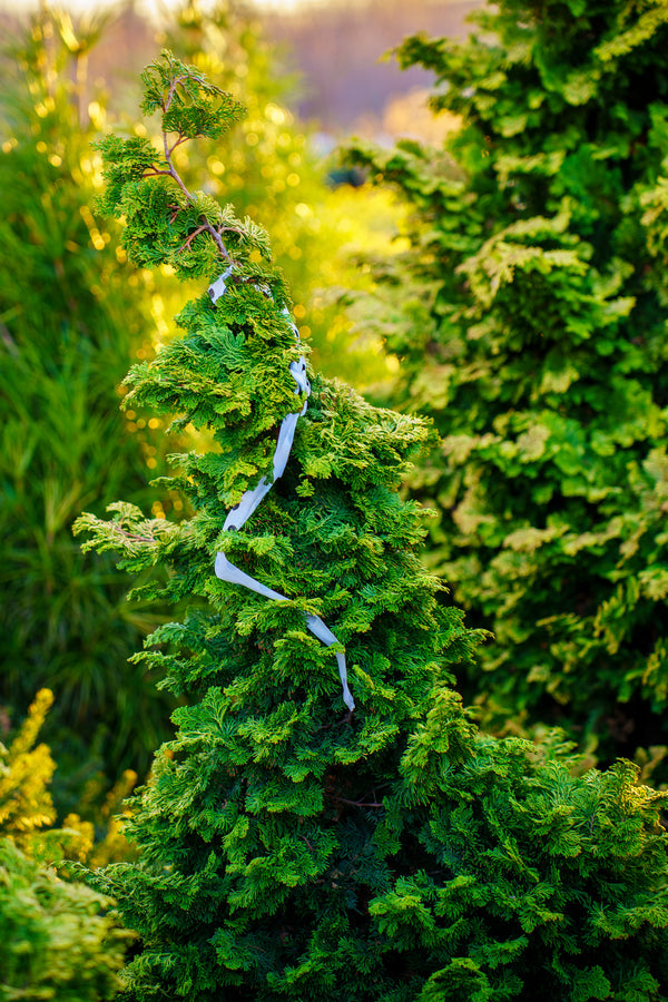 Dwarf Golden Hinoki Cypress