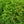 Load image into Gallery viewer, Globosa Nana Japanese Cedar