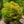 Load image into Gallery viewer, Dwarf Japanese Cedar - Cryptomeria - Conifers