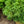 Load image into Gallery viewer, Globosa Nana Japanese Cedar