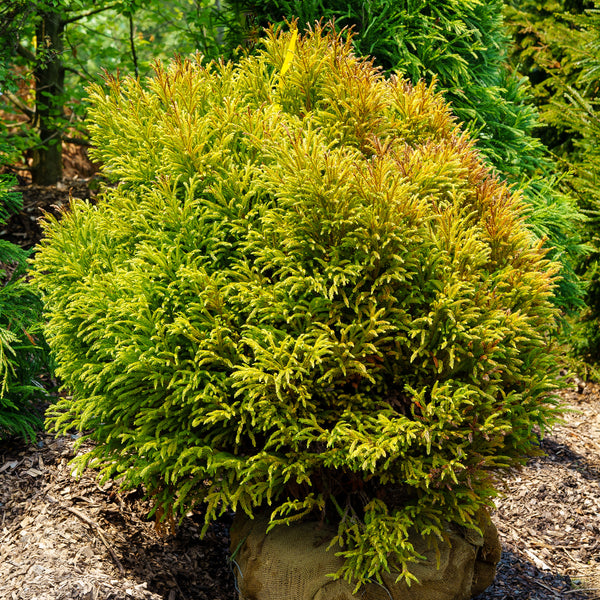 Dwarf Japanese Cedar - Cryptomeria - Conifers