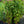 Load image into Gallery viewer, Baby Joe Joe-Pye Weed