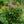 Load image into Gallery viewer, Baby Joe Joe-Pye Weed