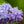 Load image into Gallery viewer, Dwarf Korean Lilac - Lilac - Shrubs