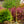 Load image into Gallery viewer, Dwarf Korean Lilac - Lilac - Shrubs
