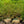 Load image into Gallery viewer, Dwarf Korean Lilac