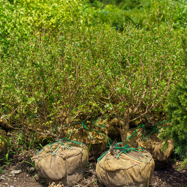 Dwarf Korean Lilac