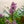 Load image into Gallery viewer, Dwarf Korean Lilac