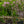 Load image into Gallery viewer, Dwarf Korean Lilac