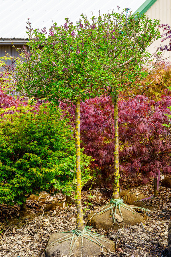 Dwarf Korean Lilac - Lilac - Shrubs