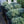 Load image into Gallery viewer, Dwarf Lavender Cotton