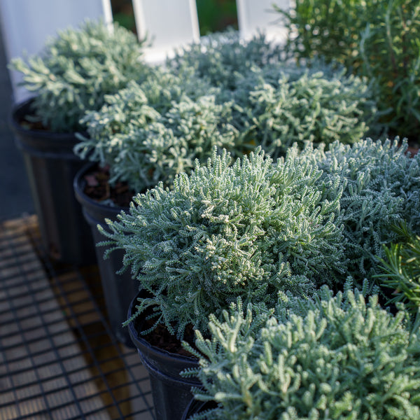 Dwarf Lavender Cotton