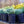 Load image into Gallery viewer, Dwarf Lavender Cotton