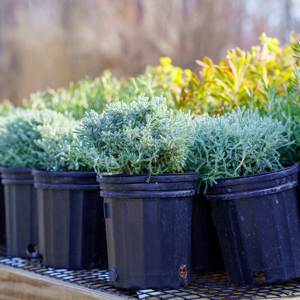 Dwarf Lavender Cotton
