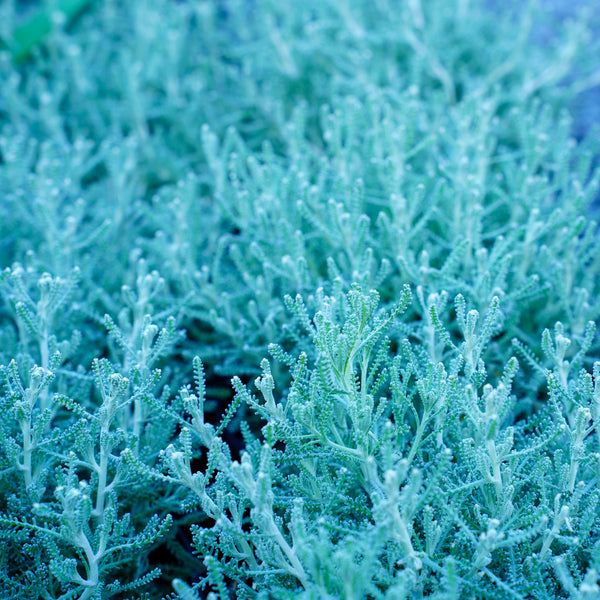 Dwarf Lavender Cotton