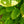 Load image into Gallery viewer, Monument European Hornbeam