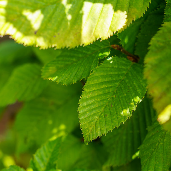 Monument European Hornbeam
