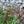 Load image into Gallery viewer, Nikko Deutzia