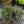 Load image into Gallery viewer, Nikko Deutzia