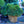 Load image into Gallery viewer, Dwarf Norway Spruce - Spruce - Conifers