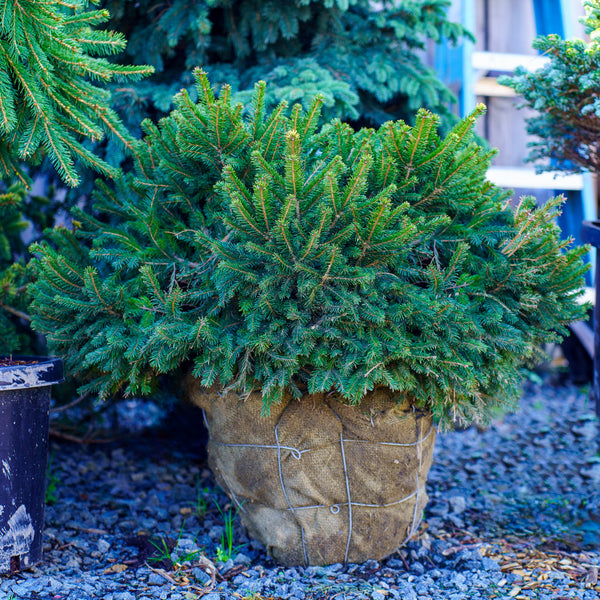 Dwarf Norway Spruce - Spruce - Conifers