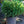 Load image into Gallery viewer, Pumila Norway Spruce