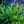 Load image into Gallery viewer, Dwarf Norway Spruce - Spruce - Conifers