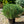 Load image into Gallery viewer, Galuca Nana Scotch Pine