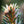 Load image into Gallery viewer, Dwarf Scotch Pine - Pine - Conifers