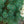 Load image into Gallery viewer, Galuca Nana Scotch Pine