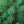 Load image into Gallery viewer, Galuca Nana Scotch Pine