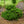Load image into Gallery viewer, Nana Serbian Spruce
